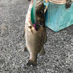 シーバスゲーム&カサゴ調査