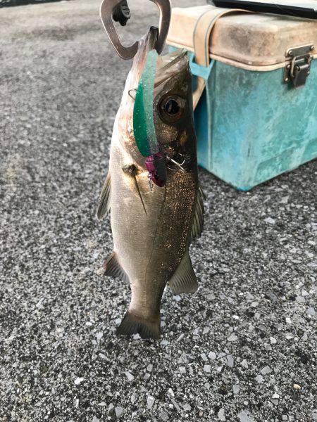 シーバスゲーム&カサゴ調査