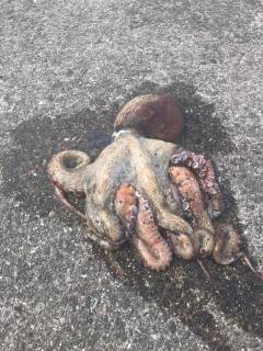 モンスタータコ