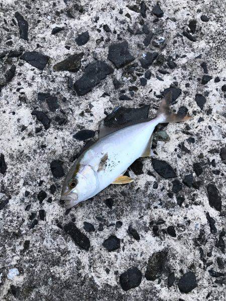 ワインドでライト青物