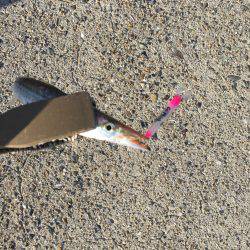 カマサーでゲット！