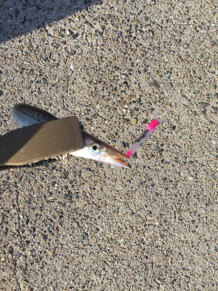 カマサーでゲット！