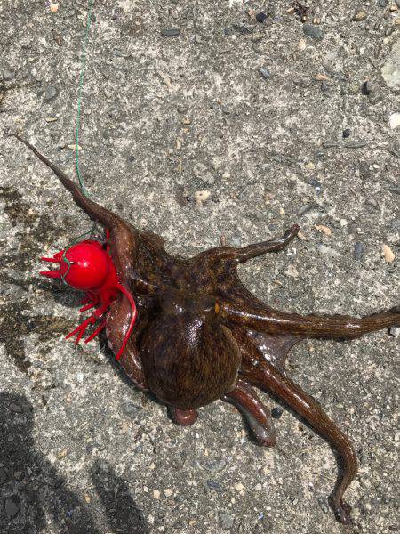 盆休み初日の釣果