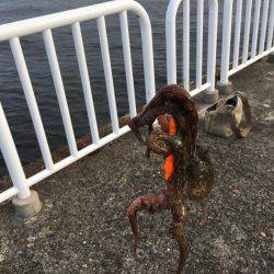 待ちに待った竿下ろし！