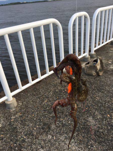 待ちに待った竿下ろし！