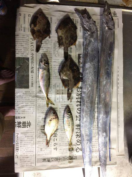 カワハギからの太刀魚