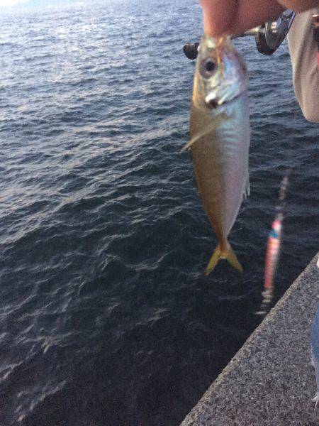 ULSJで短時間釣行