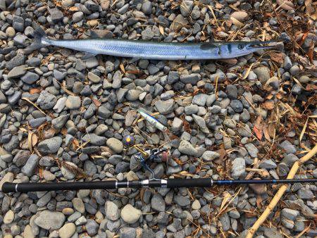 大里松原海岸 ダツゲー94cm