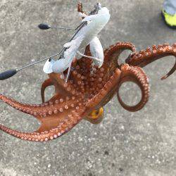 やっぱり、タコりました。