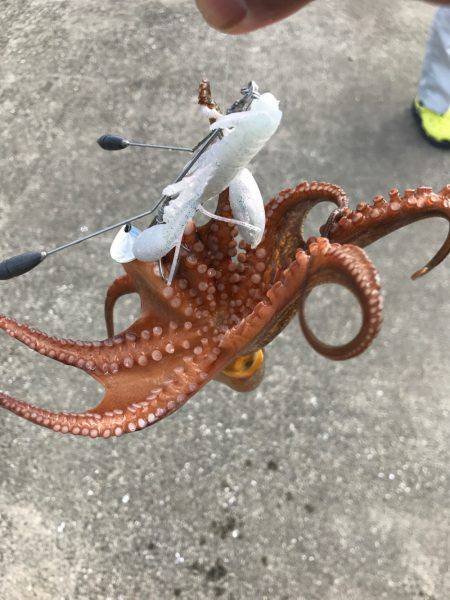 やっぱり、タコりました。