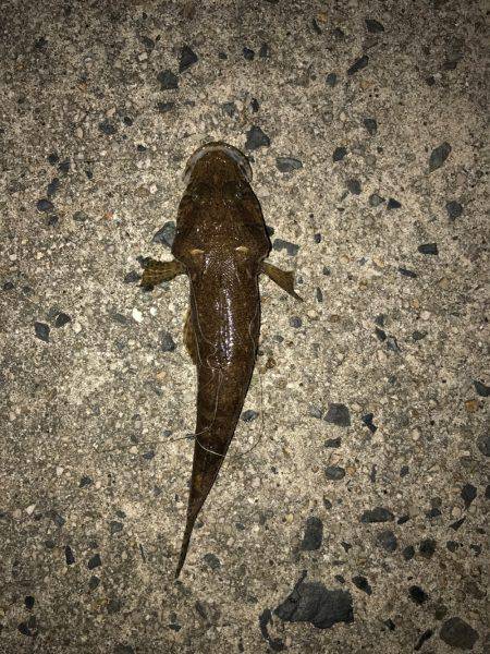 久しぶりのライト