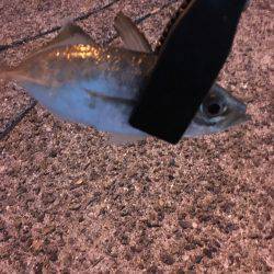 夜中からアジング