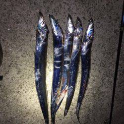 タチウオ、依然好調