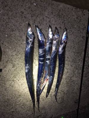 タチウオ、依然好調