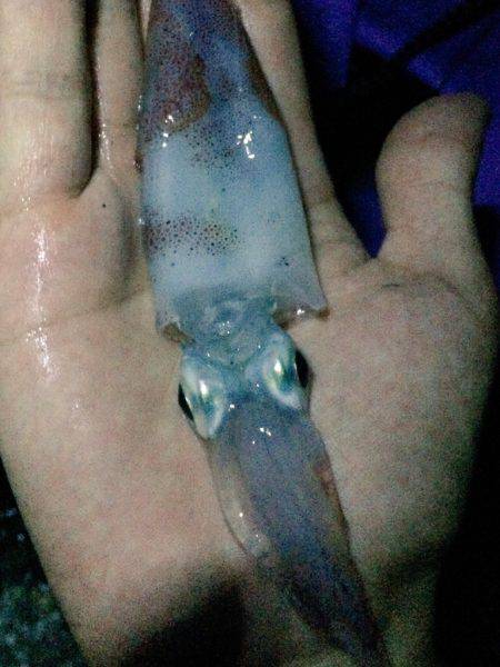 上手い人ほど釣れるケンサキ