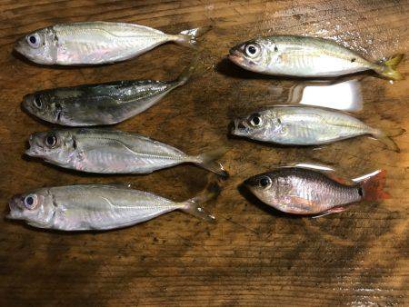 子どもとサビキ釣り