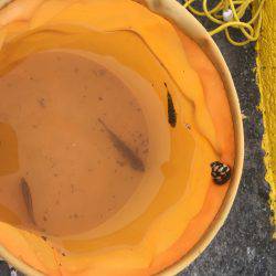 帰省遠征釣行（まだまだアウェイ）