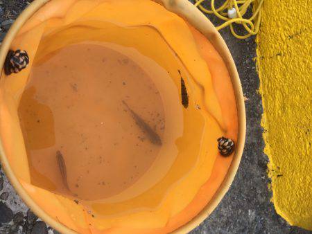 帰省遠征釣行（まだまだアウェイ）