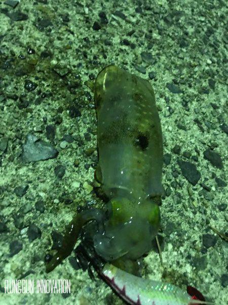 京丹後、伊根アオリランガン新子調査