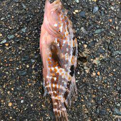 鉛針の仕掛けで。