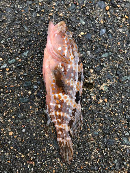 鉛針の仕掛けで。