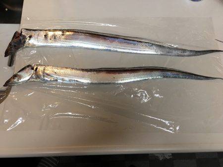 タチウオゲーム