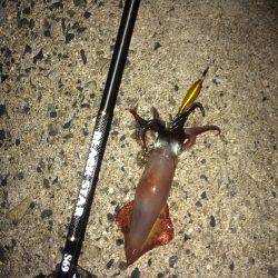 ケンサキフィーバー＆マメアジング