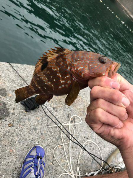 ネッギョリング