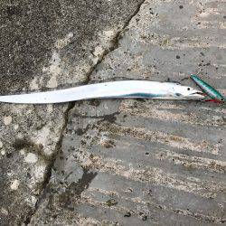 淡路島沼島に行く前に遊んでくれました✨