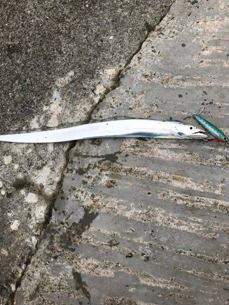 淡路島沼島に行く前に遊んでくれました✨