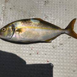 ミツヤ丸 落とし込みサビキ