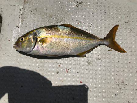 ミツヤ丸 落とし込みサビキ