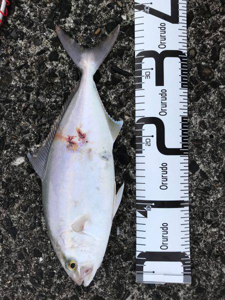 あしずり港にて