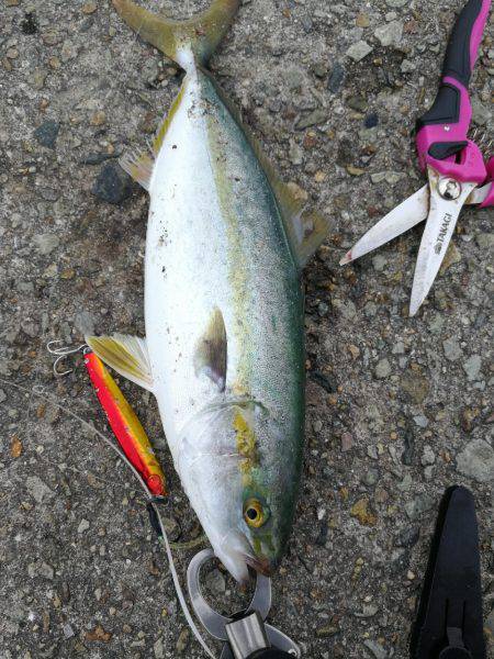 フィーバー前のツバスゲット