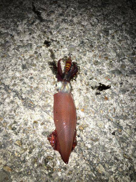 ケンサキ釣れた