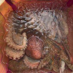 タコ釣り  明石  阪本丸