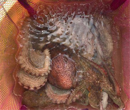 タコ釣り  明石  阪本丸