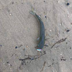 楠サーフ昼から