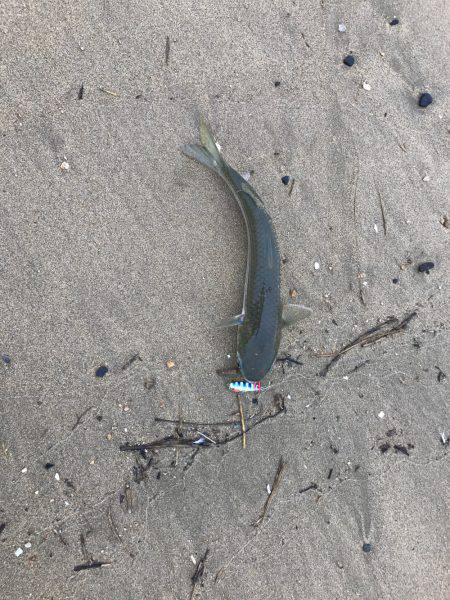 楠サーフ昼から