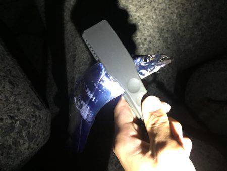 タチウオ調査！