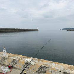 サビキでフラットフィッシュ