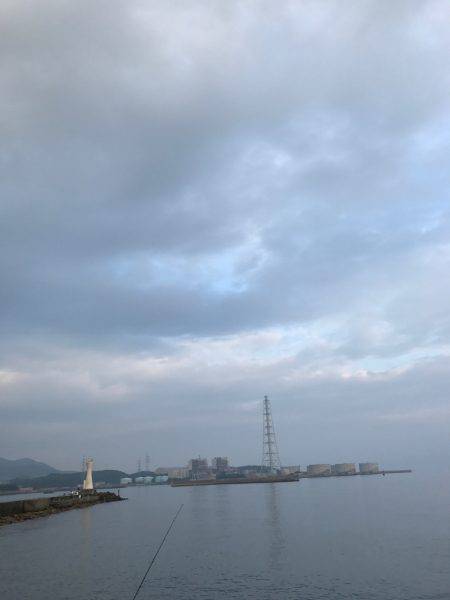 カマス ケンサキイカ