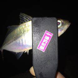 豆アジ時々サヨリ(乗らへんし〜)