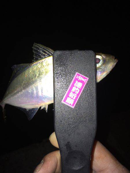 豆アジ時々サヨリ(乗らへんし〜)