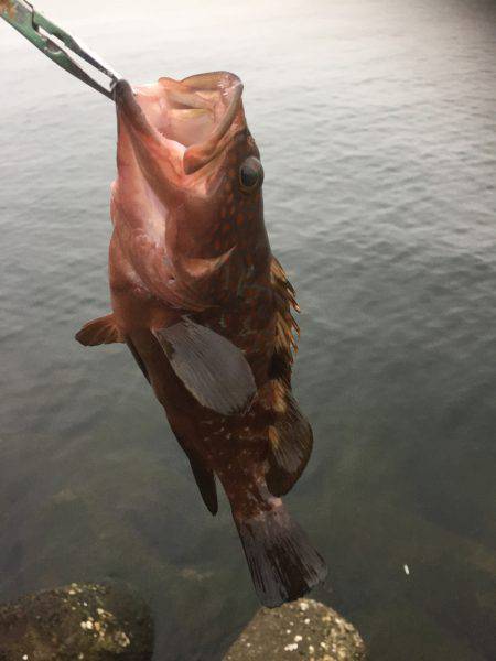 またまたデイアコウ