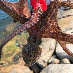 やっぱり、タコりました！