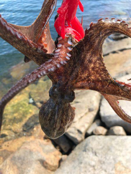 やっぱり、タコりました！