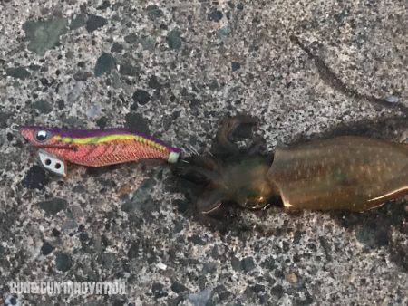 福井嶺北から常神半島までランガン新子調査