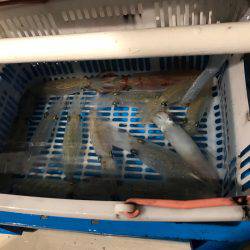 台風明けのイカメタル