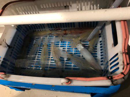 台風明けのイカメタル